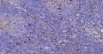 SERPINA3 Antibody in Immunohistochemistry (Paraffin) (IHC (P))