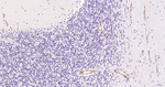Nestin Antibody in Immunohistochemistry (Paraffin) (IHC (P))