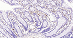 Nestin Antibody in Immunohistochemistry (Paraffin) (IHC (P))