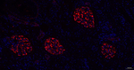 Nestin Antibody in Immunohistochemistry (Paraffin) (IHC (P))