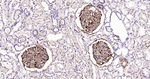 Nestin Antibody in Immunohistochemistry (Paraffin) (IHC (P))