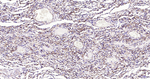 Nestin Antibody in Immunohistochemistry (Paraffin) (IHC (P))