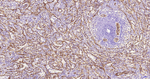 Nestin Antibody in Immunohistochemistry (Paraffin) (IHC (P))