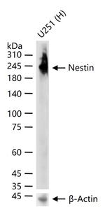 Nestin Antibody in Western Blot (WB)