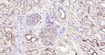 Nestin Antibody in Immunohistochemistry (Paraffin) (IHC (P))