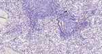 Nestin Monoclonal Antibody (E2G4)
