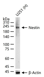 Nestin Antibody in Western Blot (WB)
