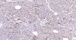ENPP1 Recombinant Rabbit Monoclonal Antibody (C3F1)