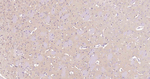 NSE Antibody in Immunohistochemistry (Paraffin) (IHC (P))