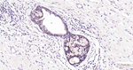 NSE Antibody in Immunohistochemistry (Paraffin) (IHC (P))