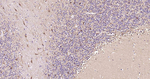 NSE Antibody in Immunohistochemistry (Paraffin) (IHC (P))
