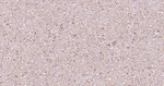NSE Antibody in Immunohistochemistry (Paraffin) (IHC (P))