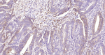 NSE Antibody in Immunohistochemistry (Paraffin) (IHC (P))