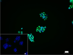 SOX2 Recombinant Rabbit Monoclonal Antibody (D1H6)