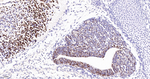 SOX2 Antibody in Immunohistochemistry (Paraffin) (IHC (P))
