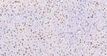 SOX2 Antibody in Immunohistochemistry (Paraffin) (IHC (P))