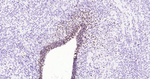 SOX2 Antibody in Immunohistochemistry (Paraffin) (IHC (P))