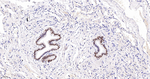 SOX2 Antibody in Immunohistochemistry (Paraffin) (IHC (P))