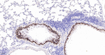 SOX2 Antibody in Immunohistochemistry (Paraffin) (IHC (P))