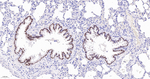 SOX2 Antibody in Immunohistochemistry (Paraffin) (IHC (P))