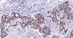 SOX2 Antibody in Immunohistochemistry (Paraffin) (IHC (P))
