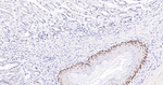 SOX2 Antibody in Immunohistochemistry (Paraffin) (IHC (P))