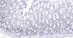 SOX2 Antibody in Immunohistochemistry (Paraffin) (IHC (P))