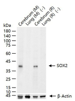 SOX2 Antibody in Western Blot (WB)