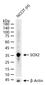 SOX2 Antibody in Western Blot (WB)