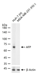 AFP Antibody in Western Blot (WB)