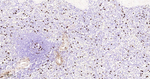 CD57 Monoclonal Antibody (G14H3)