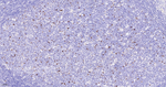 CD57 Antibody in Immunohistochemistry (Paraffin) (IHC (P))