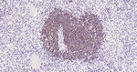 CD79a Antibody in Immunohistochemistry (Paraffin) (IHC (P))