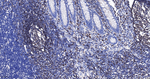 CD79a Antibody in Immunohistochemistry (Paraffin) (IHC (P))