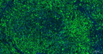 CD79a Antibody in Immunohistochemistry (Paraffin) (IHC (P))
