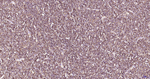 CD79a Antibody in Immunohistochemistry (Paraffin) (IHC (P))
