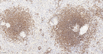 CD79a Antibody in Immunohistochemistry (Paraffin) (IHC (P))