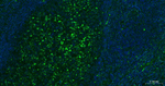 CD79a Antibody in Immunohistochemistry (Paraffin) (IHC (P))