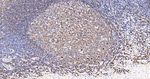 CD79a Antibody in Immunohistochemistry (Paraffin) (IHC (P))