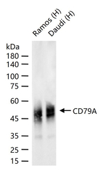 CD79a Antibody in Western Blot (WB)