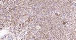 CD99 Antibody in Immunohistochemistry (Paraffin) (IHC (P))