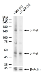 c-Met Antibody in Western Blot (WB)