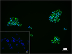GATA3 Recombinant Rabbit Monoclonal Antibody (A1F12)