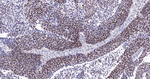 GATA3 Antibody in Immunohistochemistry (Paraffin) (IHC (P))