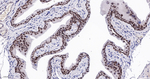 GATA3 Antibody in Immunohistochemistry (Paraffin) (IHC (P))