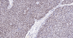 GATA3 Antibody in Immunohistochemistry (Paraffin) (IHC (P))