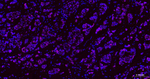 GATA3 Antibody in Immunohistochemistry (Paraffin) (IHC (P))
