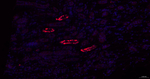 GATA3 Antibody in Immunohistochemistry (Paraffin) (IHC (P))