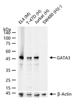 GATA3 Antibody in Western Blot (WB)