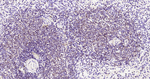 CD74 Antibody in Immunohistochemistry (Paraffin) (IHC (P))